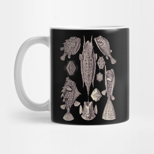 Ernst Haeckel Ostraciontes Fish Lavander Grey by Scientistudio